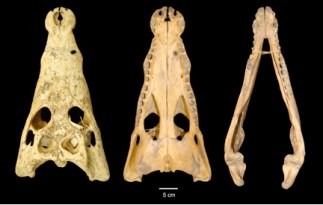 crocodile_skulls